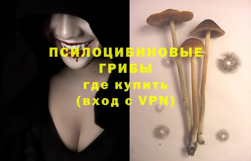 Псилоцибиновые грибы Psilocybe  Артёмовский 